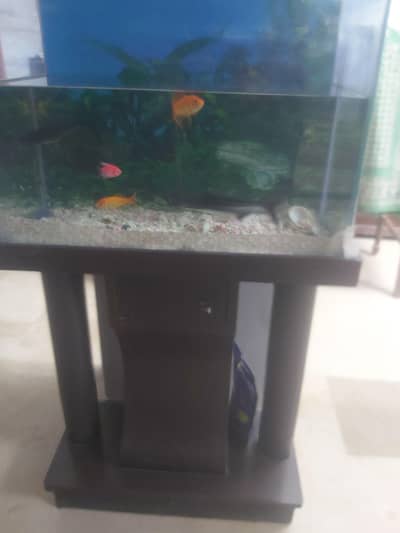 fish aquarium