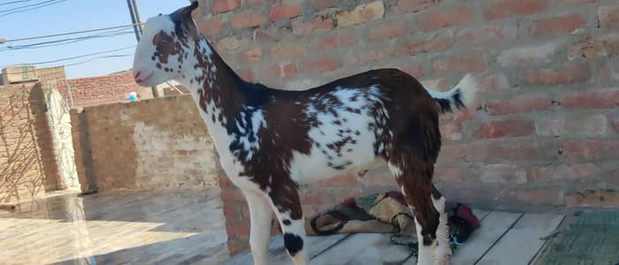 tady bakra fancy