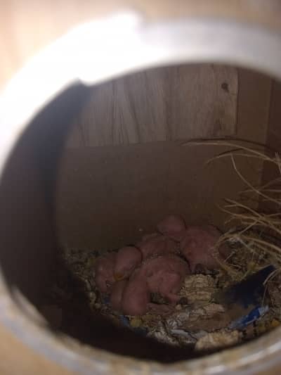 Pairs with their chicks Cremino albino voilet espanata red eyes