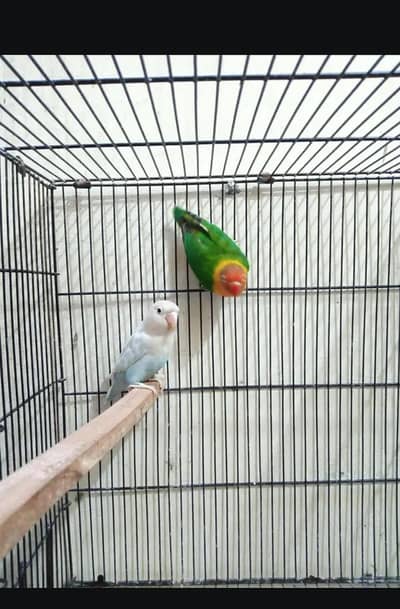 Lovebirds Breeder Pair and chicks for Sale in Shaheen Town Phase 1