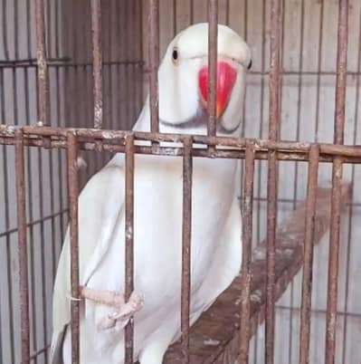 dompide male yellow femail