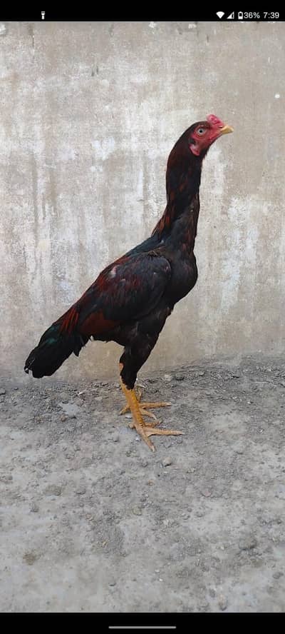 mashallah high quality Lakha patha