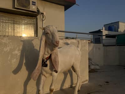 vvip pure gulabi vvip gulabi ablak