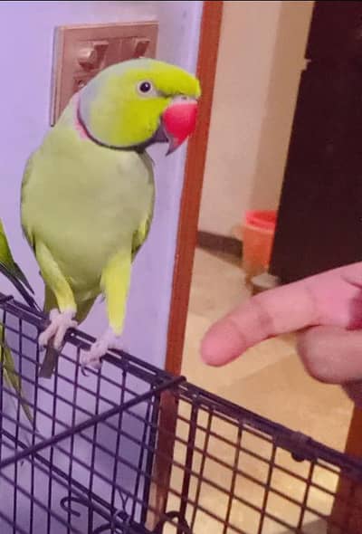 parrot