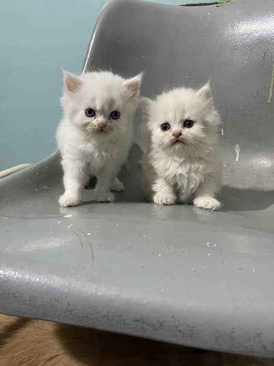 Pair available kittens urgent sale