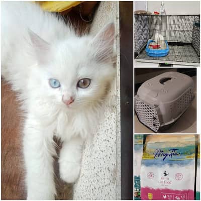 Persian Cat with Cage & Extra Stuff