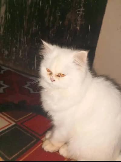 Punch fece cat tripal cote active haldi cat 03181833788wtsp