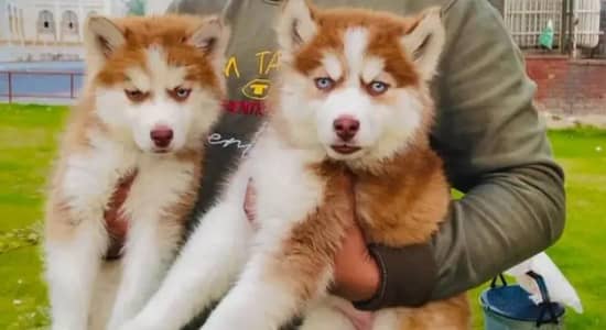 siberian husky puppy