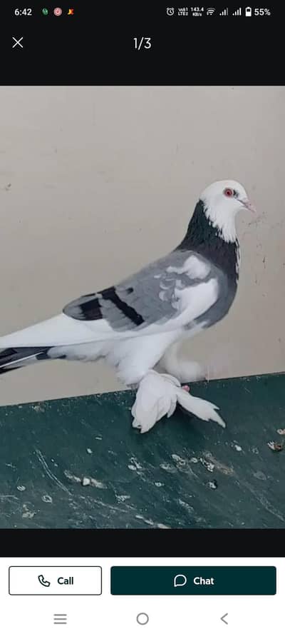 Fancy pigeon kabotar with chicks for sale
