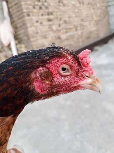 breeders jora high quality