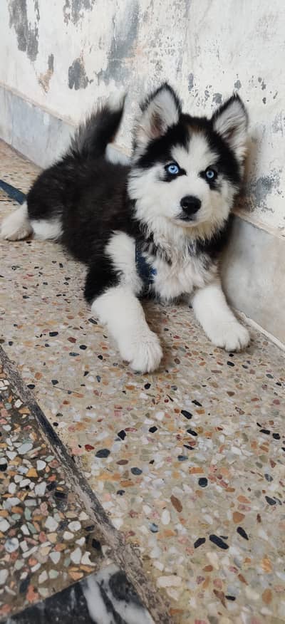 Husky puppy