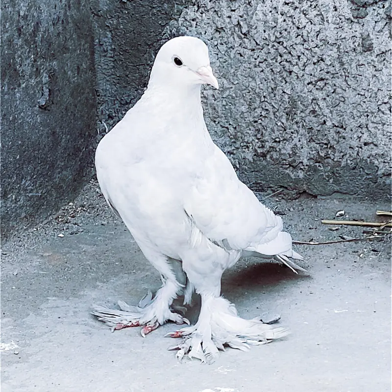 fancy pigeon kabotar only female — photo 2