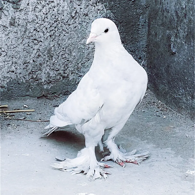 fancy pigeon kabotar only female — photo 3