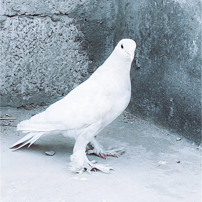 fancy pigeon kabotar only female — photo 4