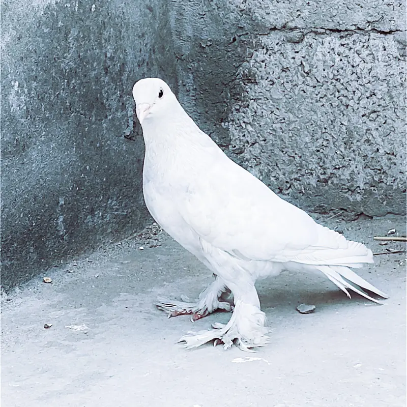 fancy pigeon kabotar only female — photo 5
