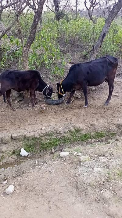 03109371401 call 03445018516 Wahttsap dadyal Azad Kashmir