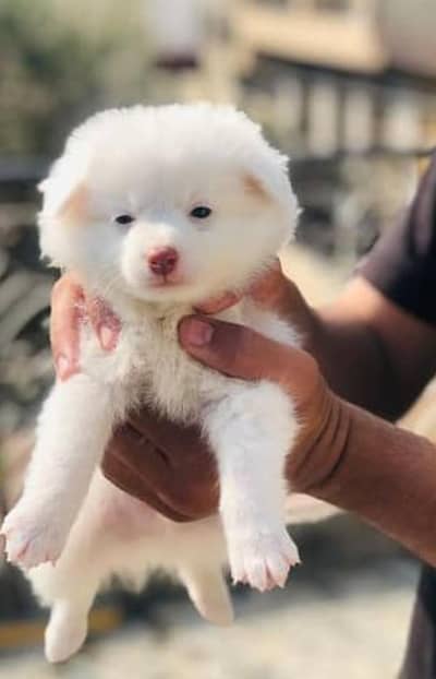 Russian dog puppy 03111968618