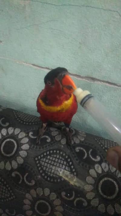 Lory parrot