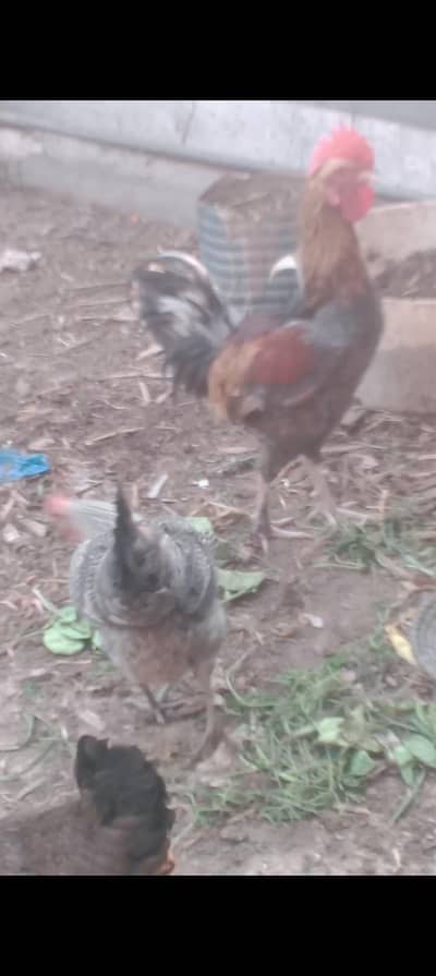 pure Desi murgha and misri  murghian03120556669