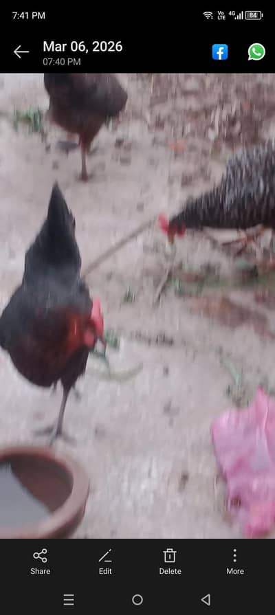 misri  murghian 03120556669