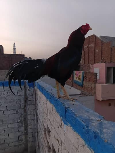 pure aseel lakha for sale