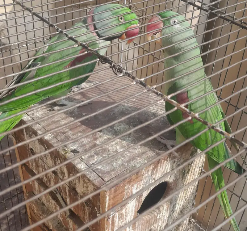 Kashmiri raw parrot