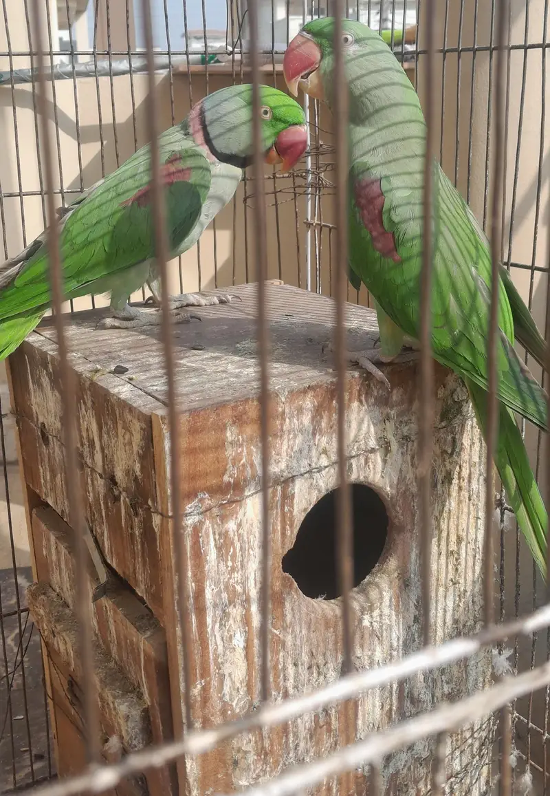 Kashmiri raw parrot — photo 2