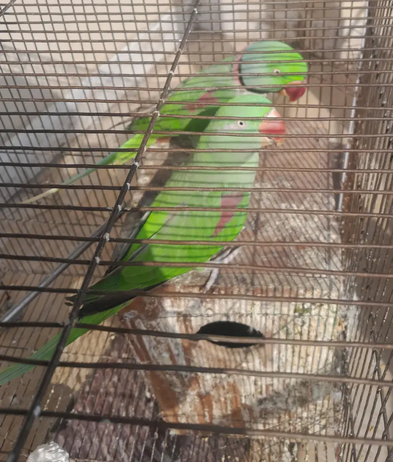 Kashmiri raw parrot — photo 3
