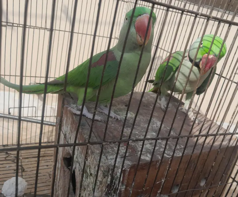 Kashmiri raw parrot — photo 4