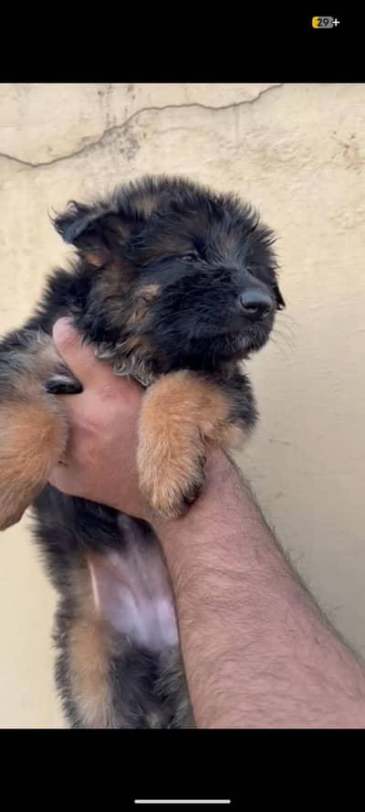 gsd top quality puppies available
