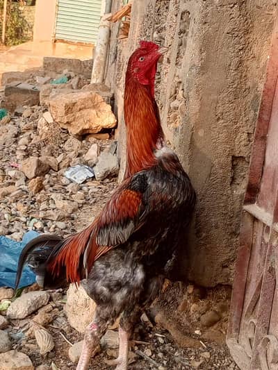 aseel murgha or murghi ka pair