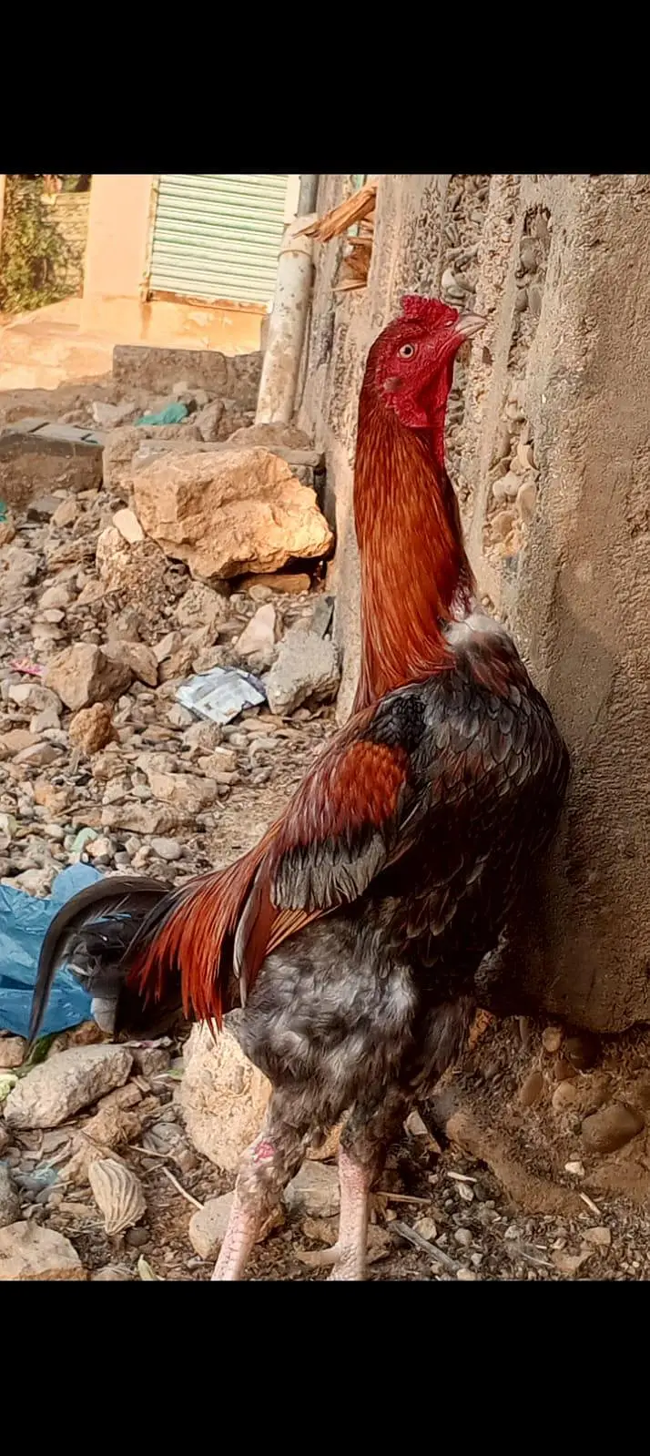 aseel murgha or murghi ka pair — photo 2