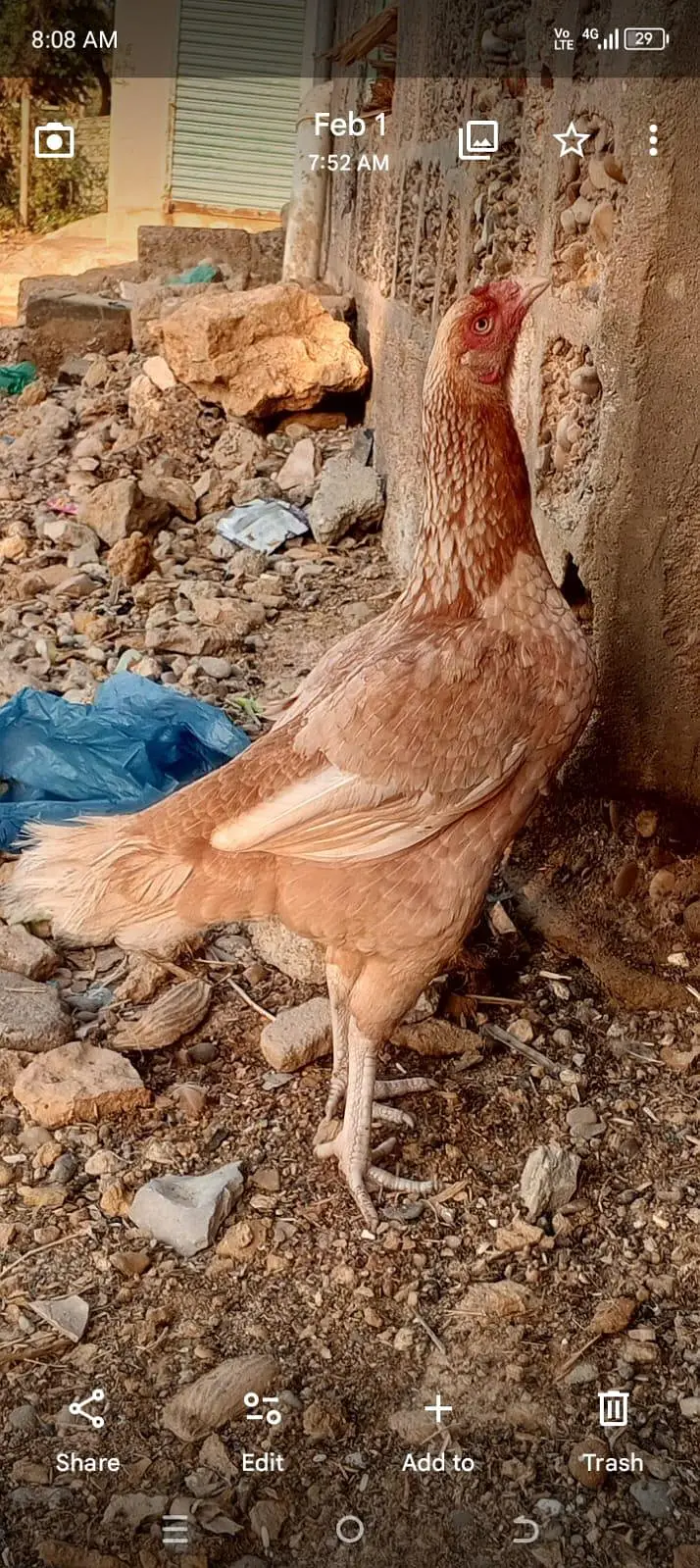 aseel murgha or murghi ka pair — photo 3