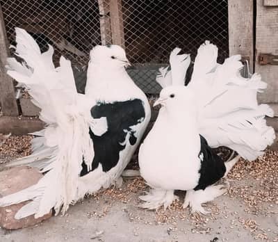 American black Shoulder fantail Pigeons
