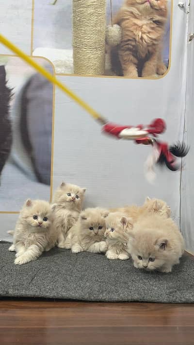 parshion punch face triple cot kitten cat male and female