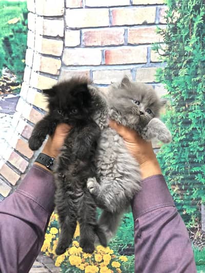 parshion punch face triple cot kitten cat male and female