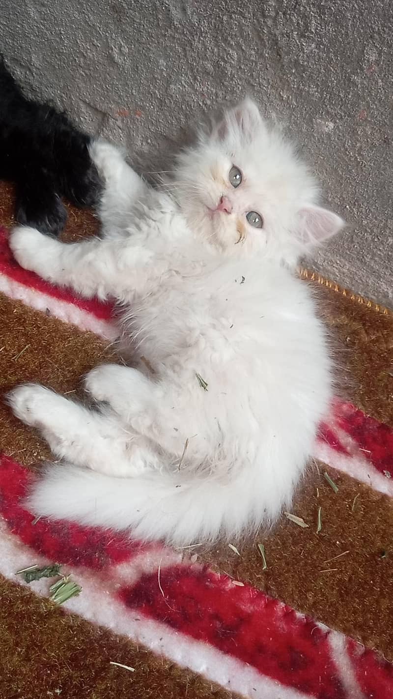 beautiful triple code kittens 0