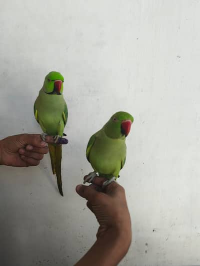 ringneck parrot pair for sell