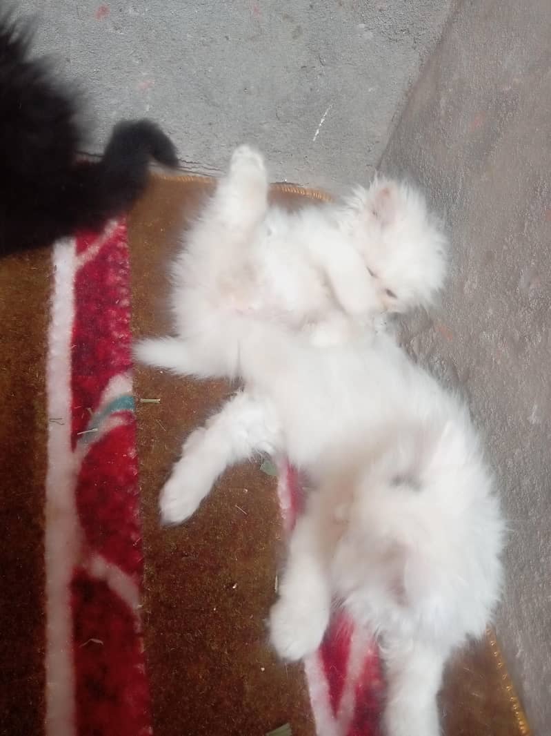 beautiful triple code kittens 1