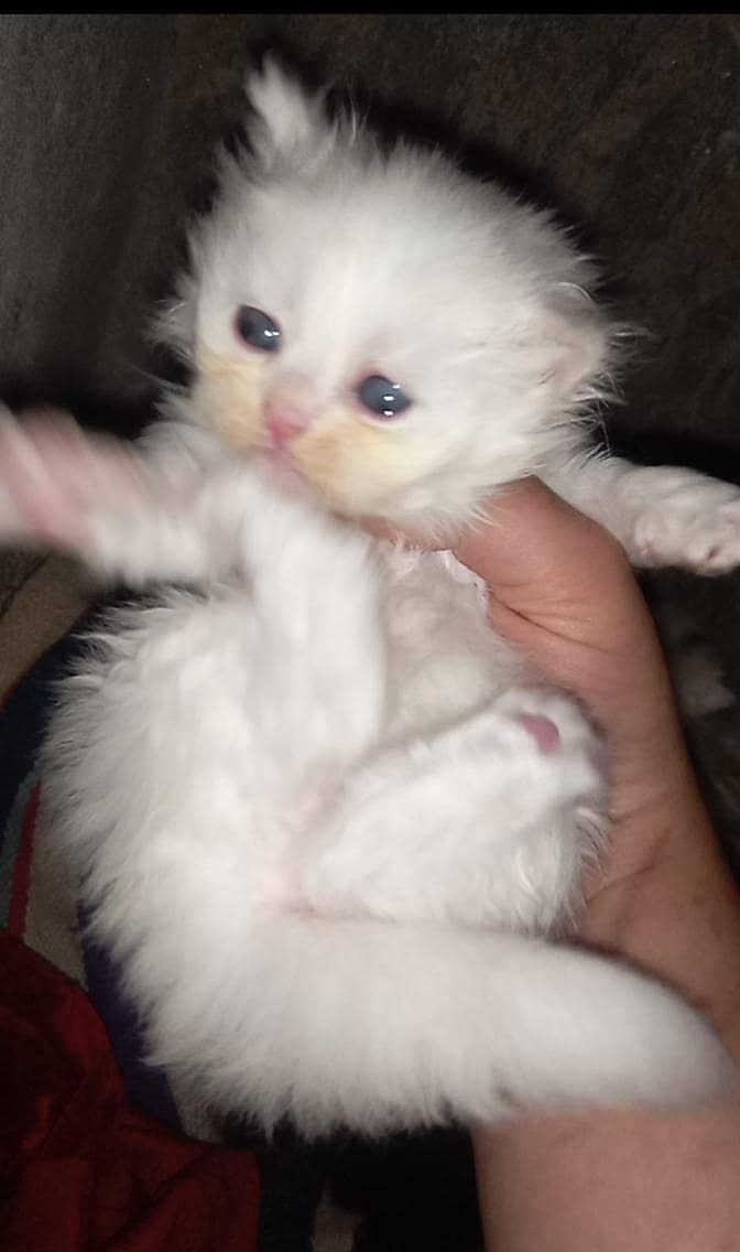 beautiful triple code kittens 2