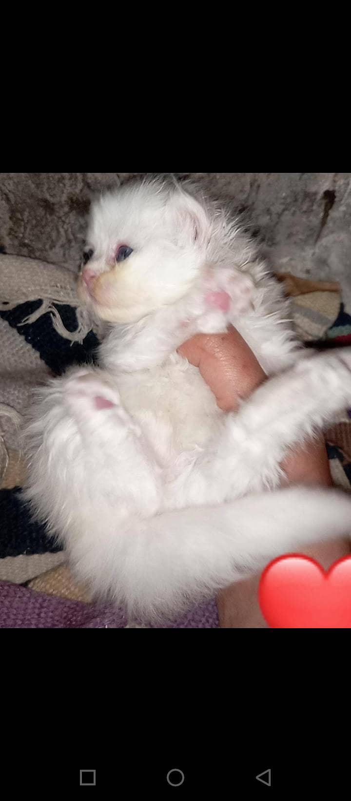 beautiful triple code kittens 3