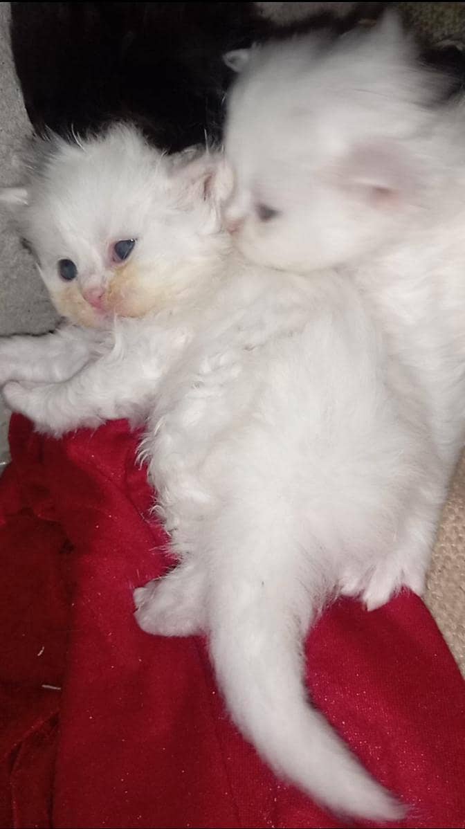 beautiful triple code kittens 4