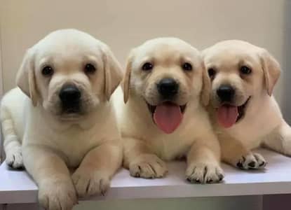 Labrador puppies