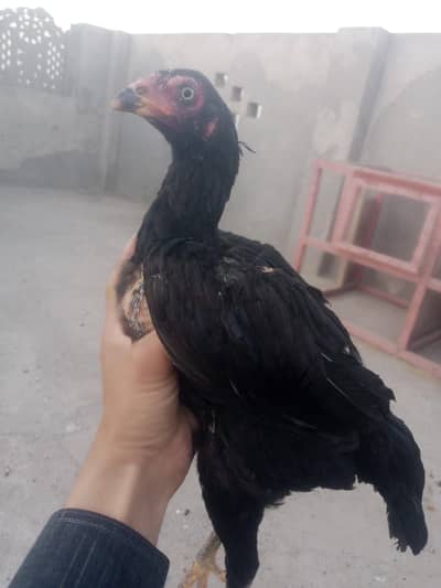 2  female for sale 3000 ek ke price 03023268268