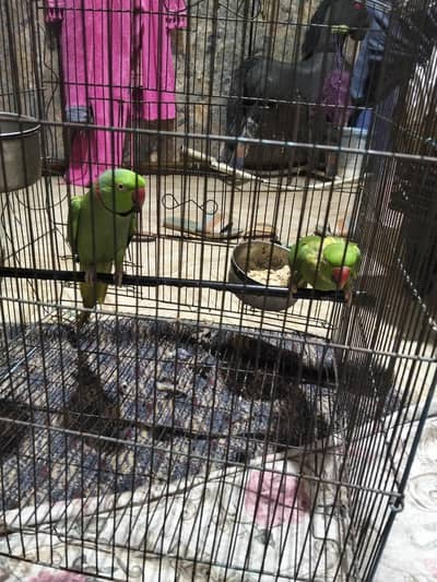 green parot pair for sale 0-3-2-2-8-4-6-6-1-5-5