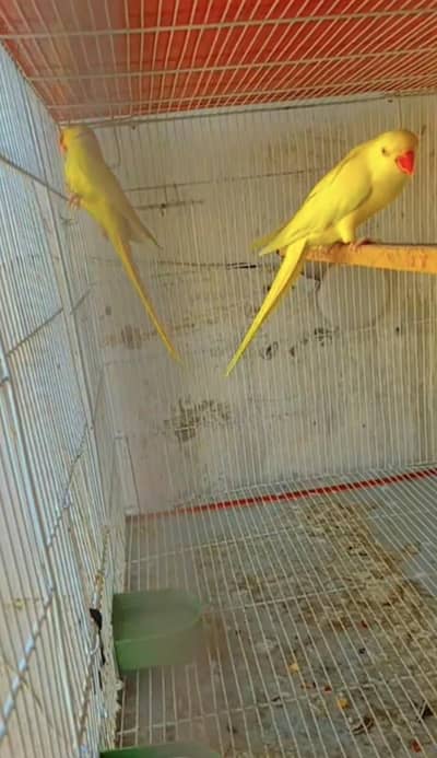 yellow ringneck with chicks read description