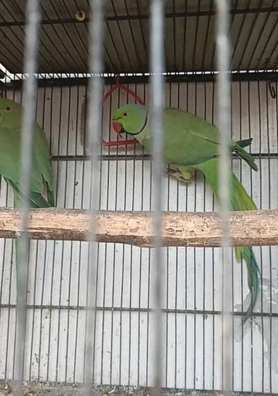 Raw pair read description