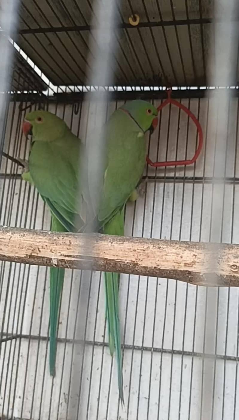 Raw pair read description 1