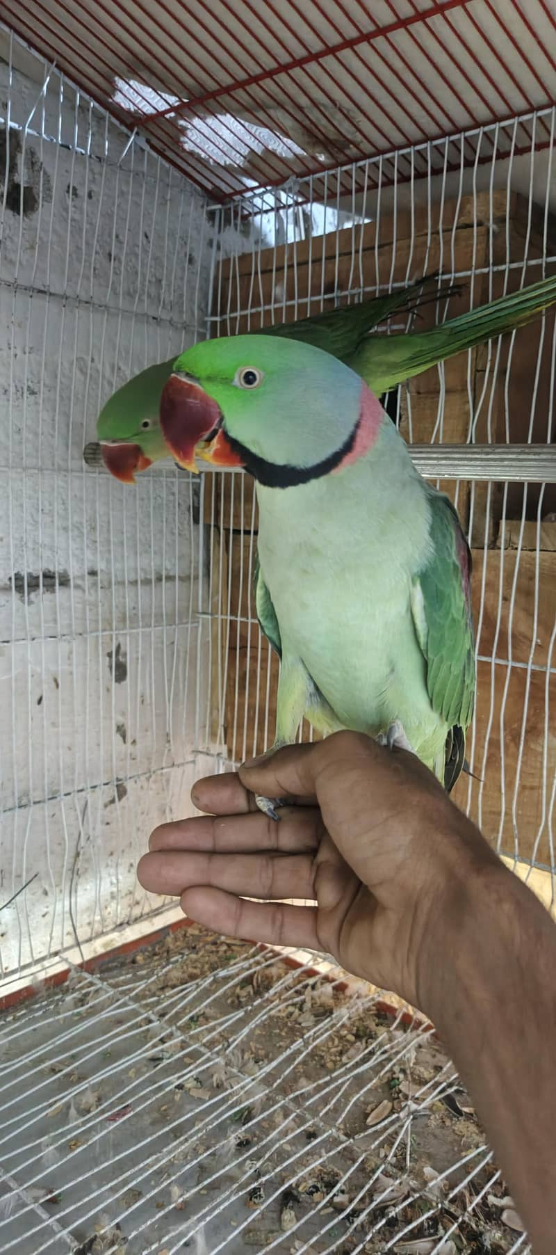 Raw pair read description 4