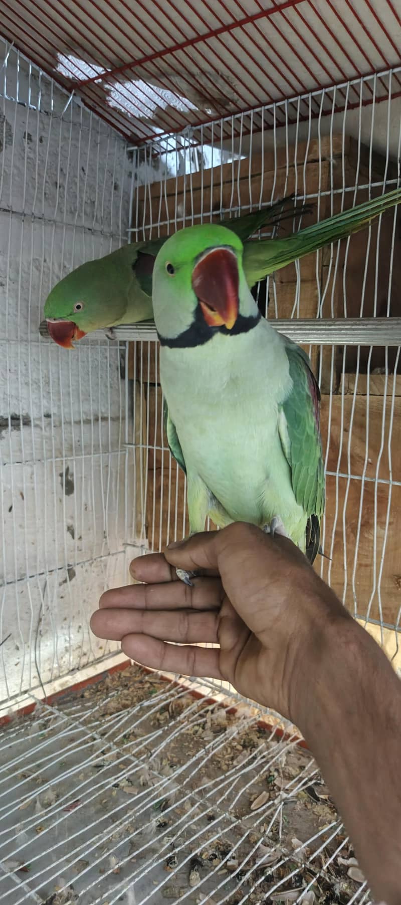 Raw pair read description 5